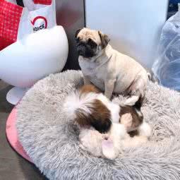 小佩宠物:郑州市金水区陈砦附近