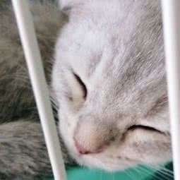 派多格宠物水晶城店:郑州市金水区陈砦附近