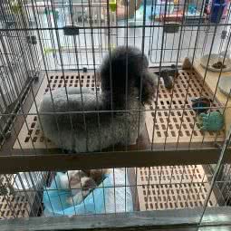 派多格宠物:郑州市金水区陈砦附近