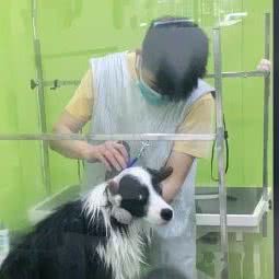 Upets优派寵物散养寄养(百环家园店):北京城区朝阳区劲松/潘家园附近