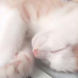 小白家的宠物店:郑州市金水区建业路/英协花园附近