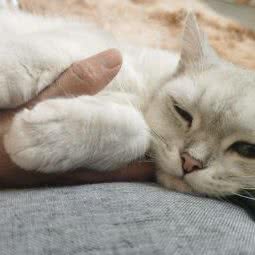 301撸猫馆:郑州市金水区建业路/英协花园附近