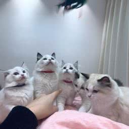 小小只宠物养护管理中心:郑州市金水区东建材附近