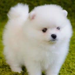 永泰宠物医院:天津城区河北区中山路附近