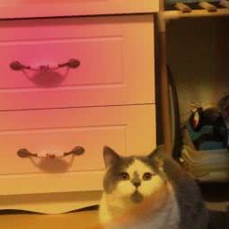 LIN的家庭猫舍:郑州市金水区柳林刘庄附近