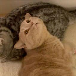 糖果矮脚猫Candy Cattery:郑州市金水区丰业广场/千盛广场附近