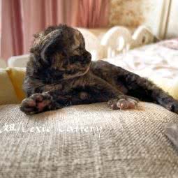 Lexie德文卷毛猫舍:天津城区河北区王串场/民权门附近