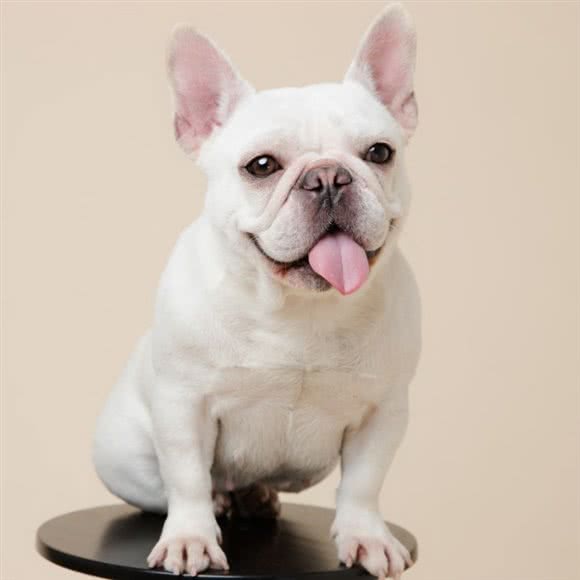 育宠宠物乐园(育宠宠物训练学校):郑州市惠济区黄河游览区附近