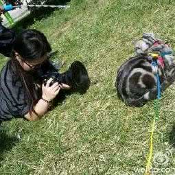 萌动宠物摄影:天津城区河北区王串场/民权门附近