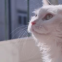 桃花源咖啡店:天津城区河北区王串场/民权门附近