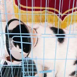 东京宠物医院:开封市龙亭区晋安路沿线附近