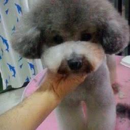 枫叶风尚犬猫服务机构:开封市龙亭区宋都御街附近