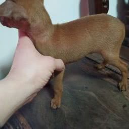 狗不离宠物生活馆:天津城区河北区王串场/民权门附近