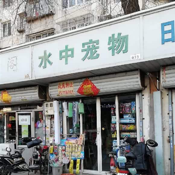 水中宠物:天津城区河北区王串场/民权门附近