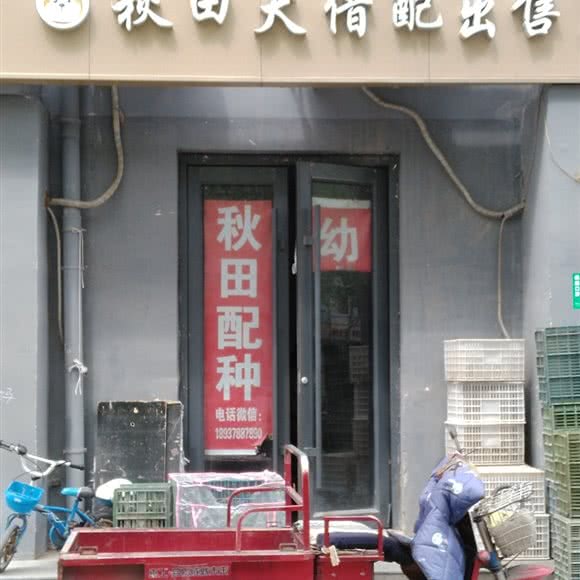 秋田犬借配出售:开封市顺河回族区苹果园附近