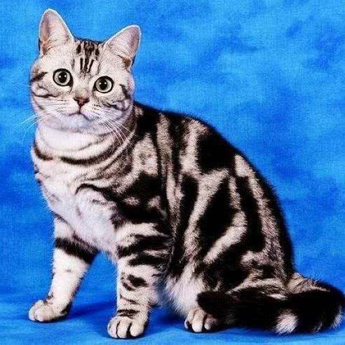 顽皮胖嘟嘟宠物:天津城区河北区王串场/民权门附近