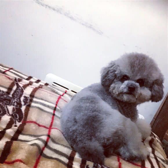 狗明星宠艺工作室:洛阳市老城区丹尼斯/老城八角金街附近