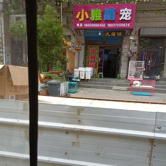 小雅萌宠:洛阳市老城区丹尼斯/老城八角金街附近