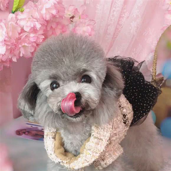 宠小栈(老城店):洛阳市老城区丹尼斯/老城八角金街附近