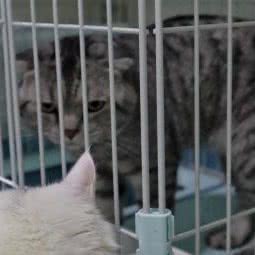 萌星宠物店:天津城区河北区王串场/民权门附近