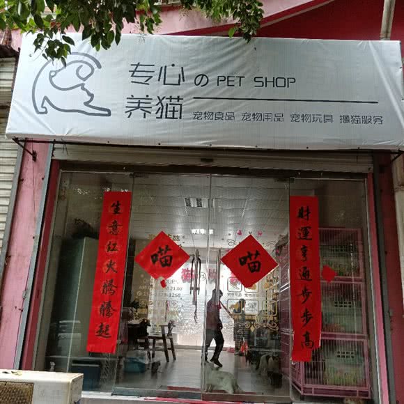 专心养猫:洛阳市老城区丹尼斯/老城八角金街附近