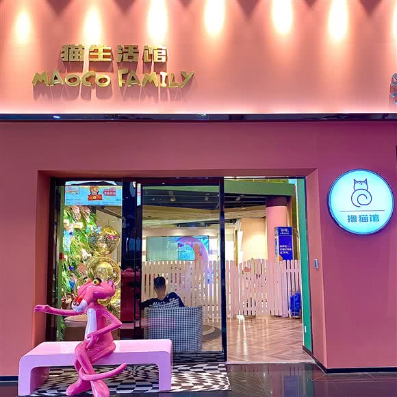 猫珂动物猫咖馆:洛阳市西工区新都汇/王府井附近