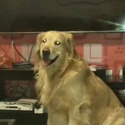 华之天下宠物用品基地:天津城区河北区王串场/民权门附近