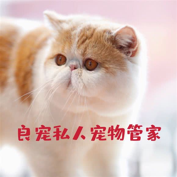 良宠私人宠物管家:洛阳市西工区珠江路美食街附近