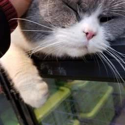 佳宠宠物·波波宠物:洛阳市涧西区香港城/武汉路附近