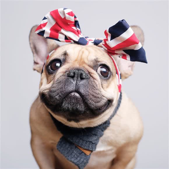 木阳宠物摄影:洛阳市涧西区建设路沿线附近