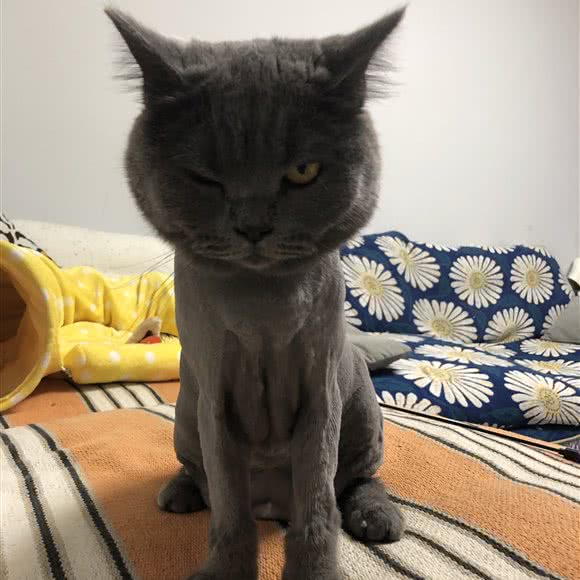 好伴侣宠物医院:洛阳市涧西区高新区附近