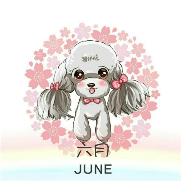 六月萌宠之家:洛阳市洛龙区泉舜广场附近