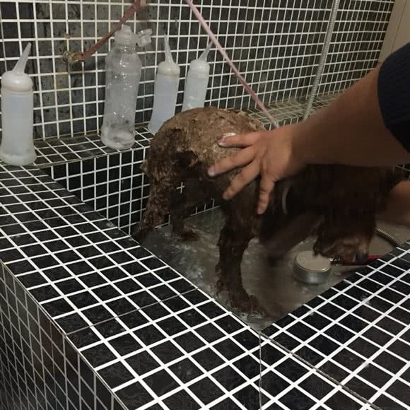 尚宠宠物餐厅:洛阳市洛龙区大学城附近