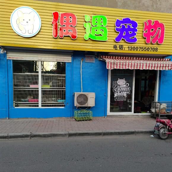 偶遇宠物:洛阳市洛龙区关林附近