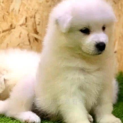 优选通犬猫舍:洛阳市洛龙区关林附近