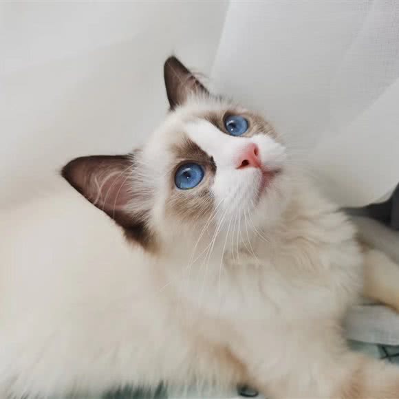 世嘉喵苑:洛阳市洛龙区龙门石窟附近