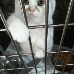 连营动物医院:平顶山市新华区曙光街/第二人民医院附近