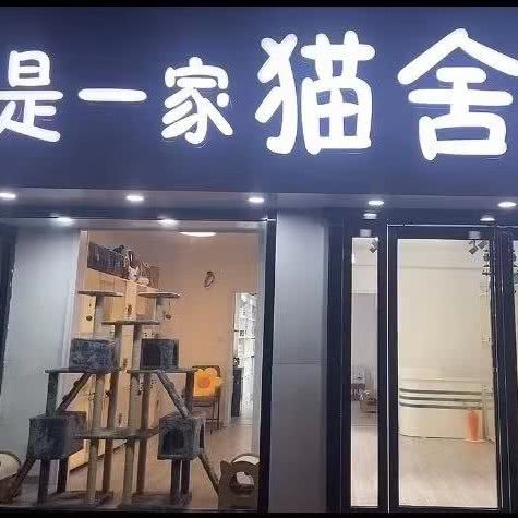 这是一家猫舍:平顶山市新华区双丰光明路附近