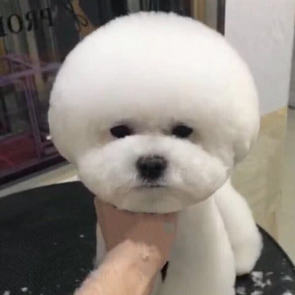 哈尼猫舍:平顶山市卫东区中心步行街附近