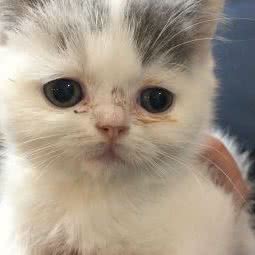 宠物美容:北京城区朝阳区劲松/潘家园附近