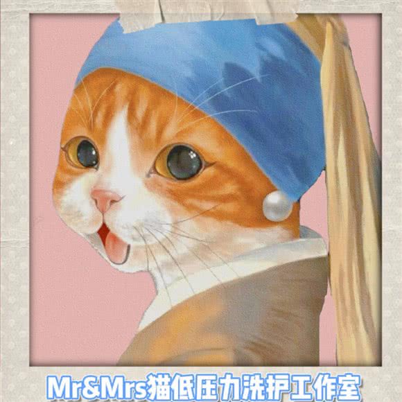 Mr＆Mrs猫（低压力洗护）工作室:安阳市文峰区文峰万达广场附近