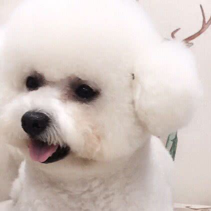 宠吉宠物医院:安阳市文峰区朝霞路附近