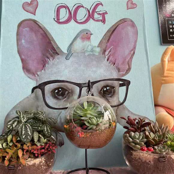 昱心爱宠:天津城区河北区铁东路街附近