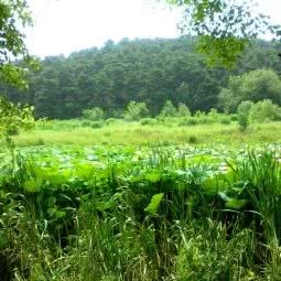 爱宠小屋:新乡市卫滨区新乡火车站附近