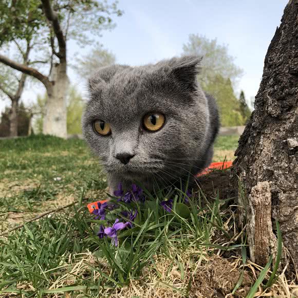 唯一宠物:北京城区朝阳区劲松/潘家园附近
