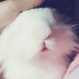 甜心小宠宠物店:新乡市卫滨区人民路沿线附近