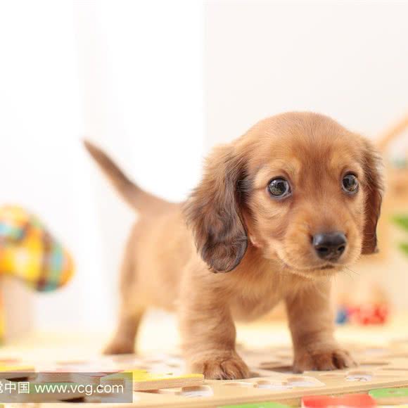 TIMI宠物乐园:新乡市卫滨区恒大商业广场附近