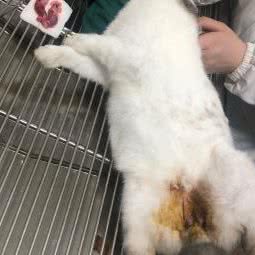 向日葵宠物诊所:天津城区河北区铁东路街附近