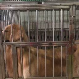 宠物控金毛生活馆:天津城区河北区天泰路/榆关道附近