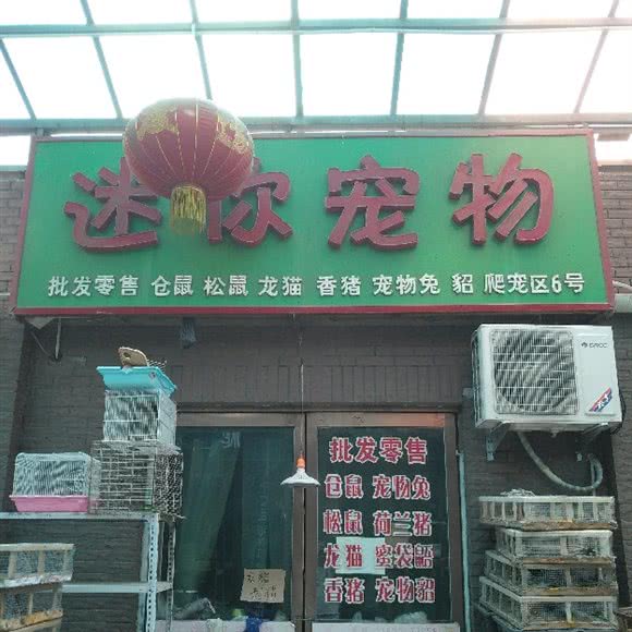 迷你宠物:天津城区河北区天泰路/榆关道附近